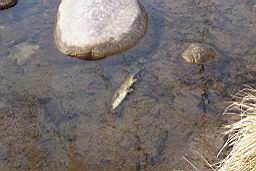 inquinamento 27-02-2005 005.jpg